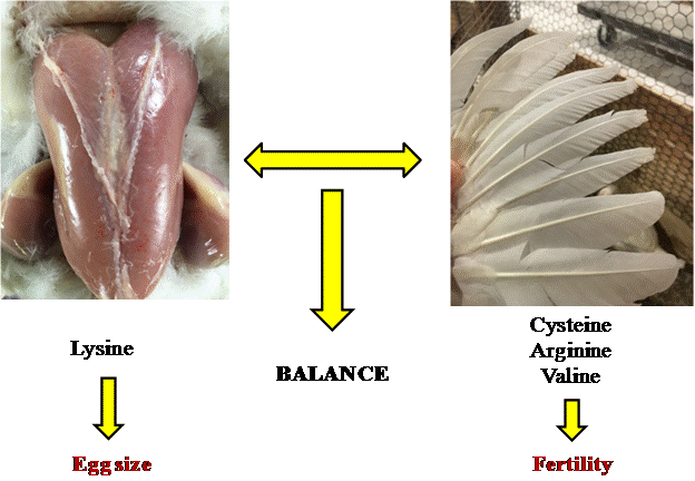 Balance of nutrients between breast muscle meat and feathers