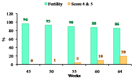 Fertility and maximum back feather score