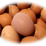 Eggs for broiler breeders