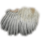 wing feather of broiler breeders