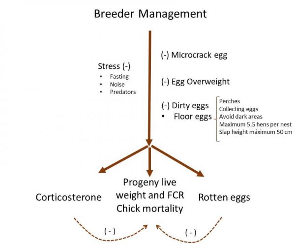 stress, microcrack, overweight, and dirty eggs on progeny chickens